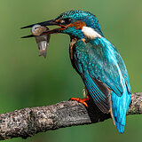Kingfishers
